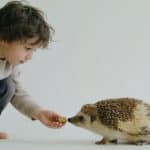 enfant accroupi donnant une croquette a un herisson