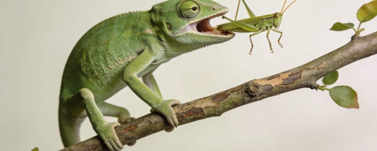 gecko vert sur branche mangeant un grillon