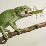 gecko vert sur branche mangeant un grillon