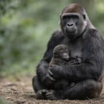 Gorille femelle assise tenant son petit bebe