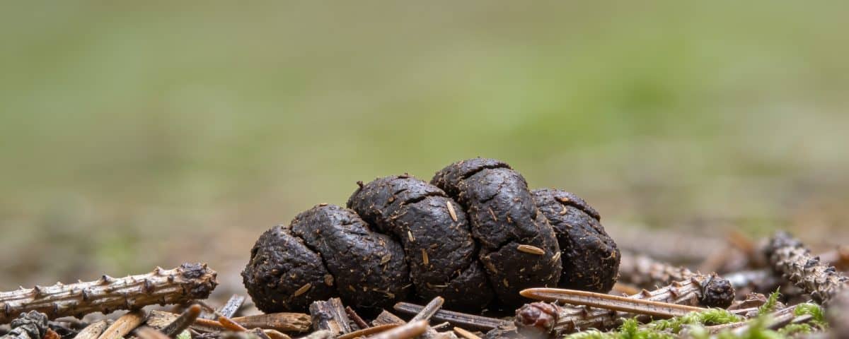 Gros plan sur crottes animales sur sol forestier