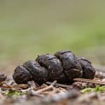 Gros plan sur crottes animales sur sol forestier