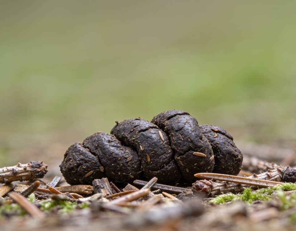 Gros plan sur crottes animales sur sol forestier