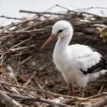 Jeune cigogne blanche debout dans un nid