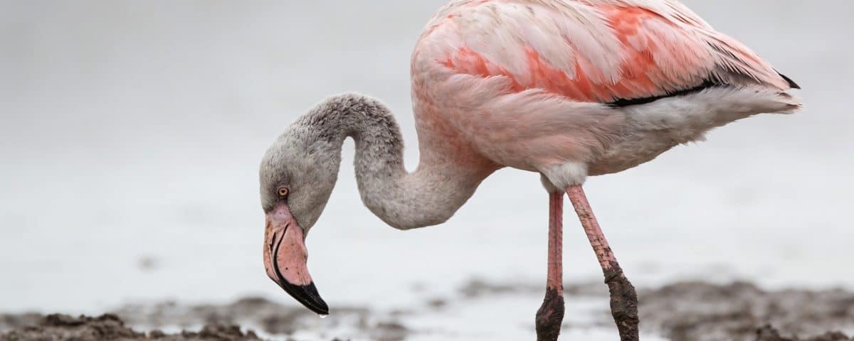 Jeune flamant rose gris debout dans la boue