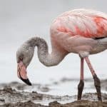 Jeune flamant rose gris debout dans la boue