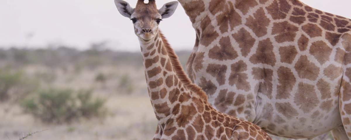 Jeune girafe tachetee debout pres de sa mere