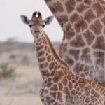 Jeune girafe tachetee debout pres de sa mere