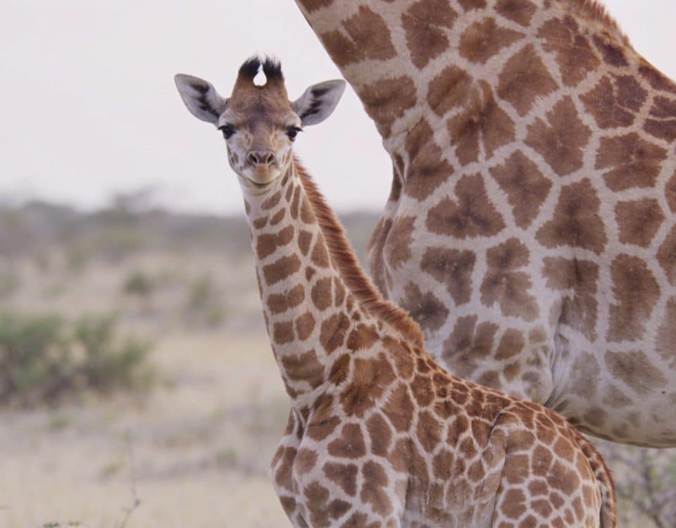 Jeune girafe tachetee debout pres de sa mere