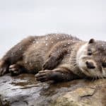 Jeune loutre allongee sur un rocher humide