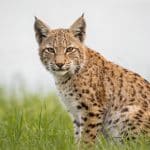 Jeune lynx tachete assis dans lherbe verte