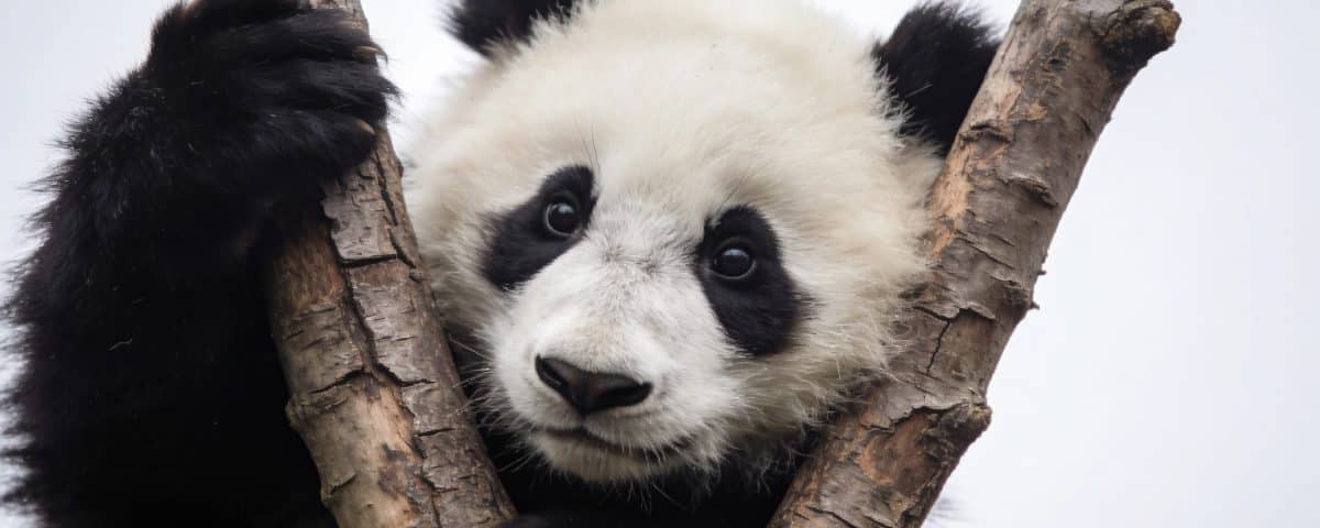 Jeune panda noir et blanc serre une branche