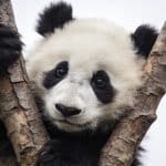 Jeune panda noir et blanc serre une branche