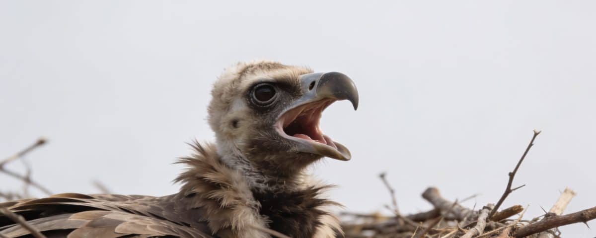Jeune vautour au nid bec ouvert en cri