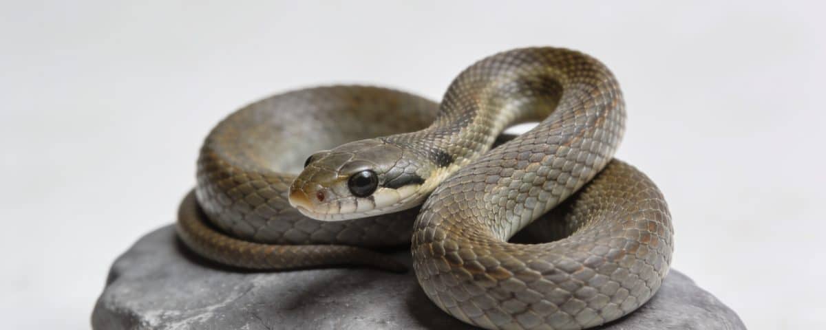 Jeune vipere enroulee sur une pierre grise