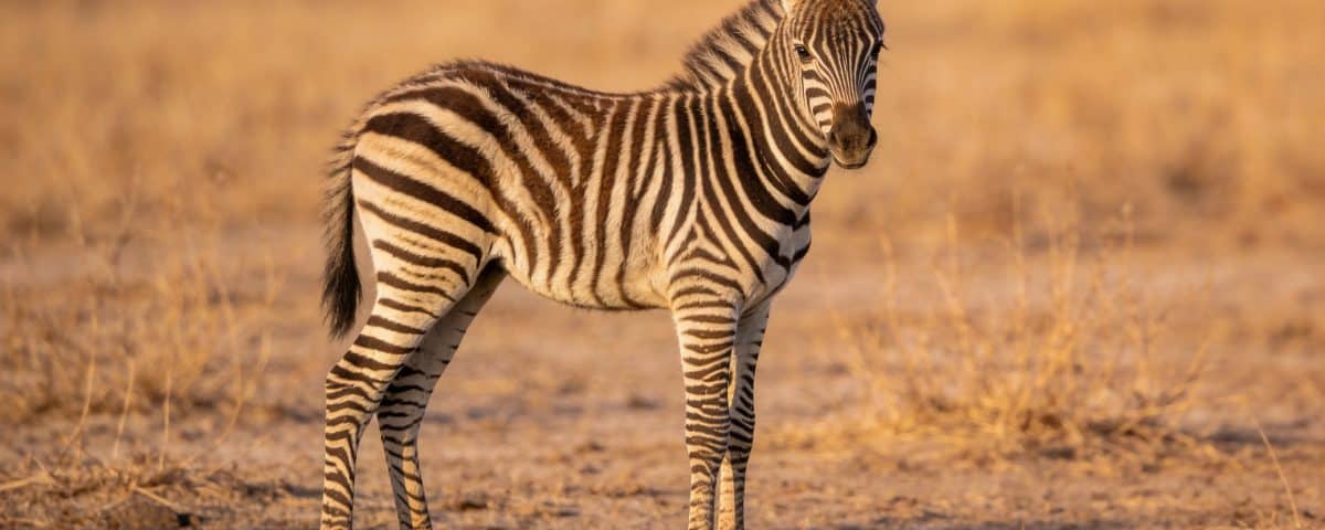Jeune zebrillon debout dans la savane seche