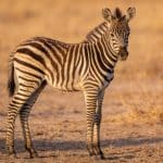 Jeune zebrillon debout dans la savane seche