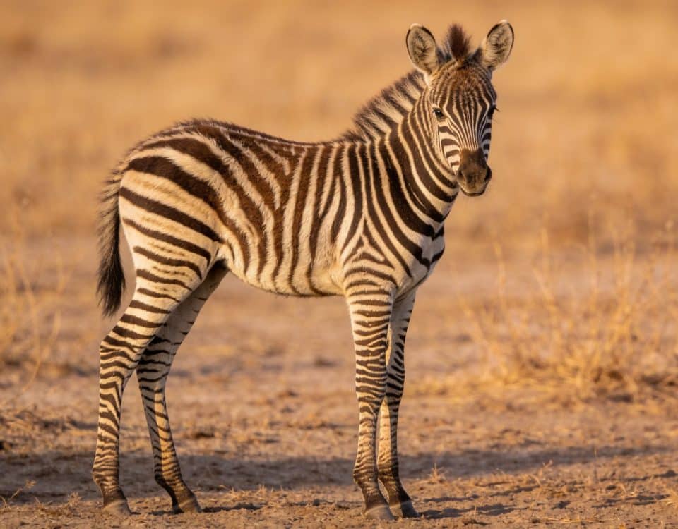 Jeune zebrillon debout dans la savane seche
