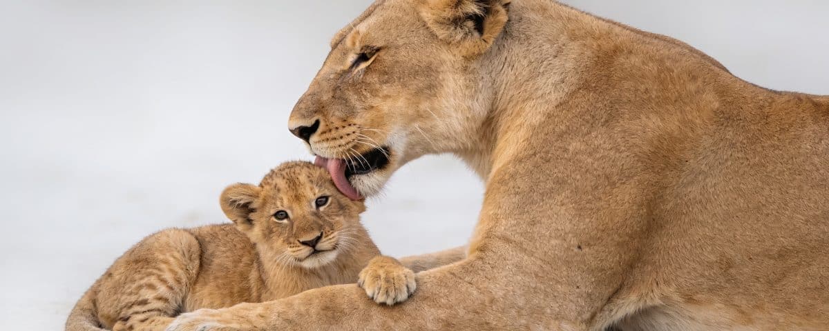Lionne allongee lechant un petit lionceau