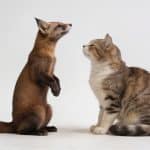 Martre dressant la tete face a un chat