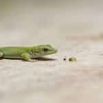 Petit gecko vert immobile pres de petites crottes