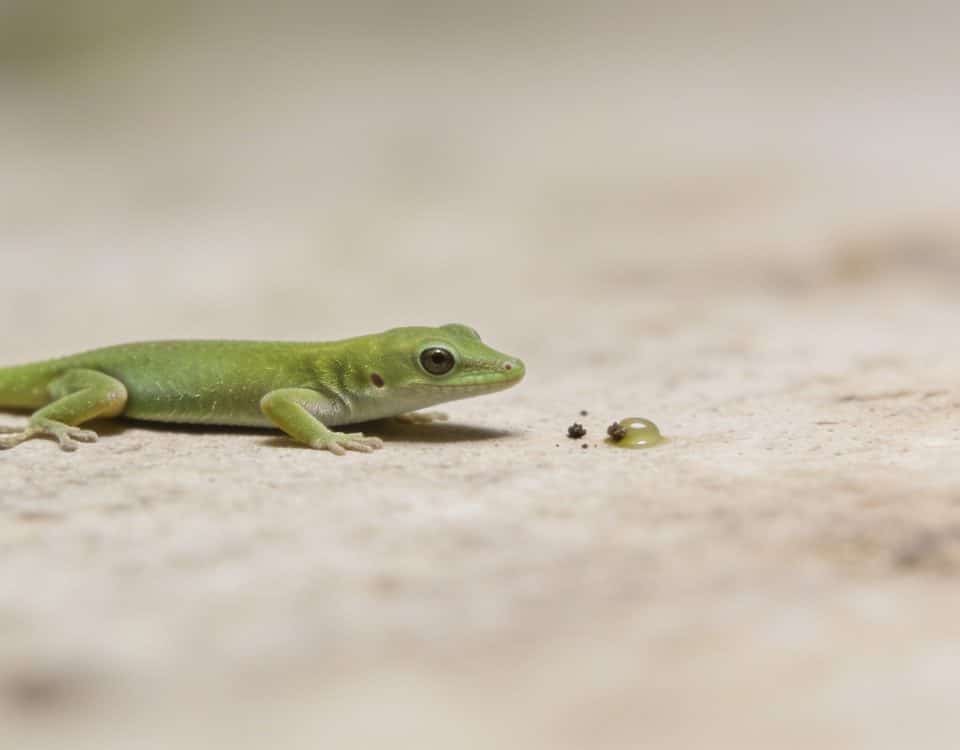 Petit gecko vert immobile pres de petites crottes