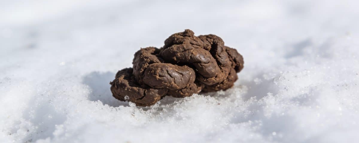 Petit tas brun de crottes sur neige blanche