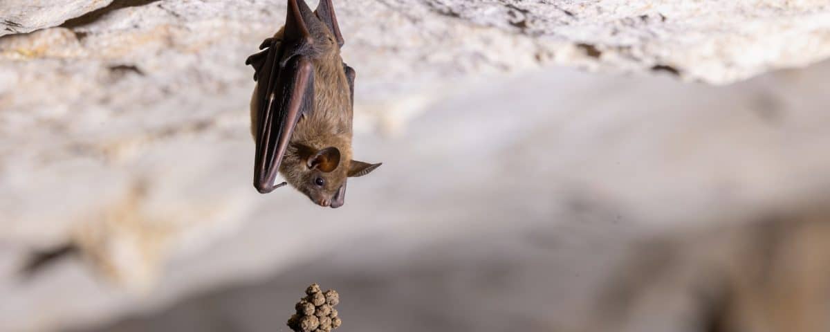 Crotte de chauvesouris comment la reconnaître et la gérer en toute — free download