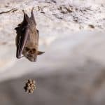 Petit tas de guano sous chauve souris pendue