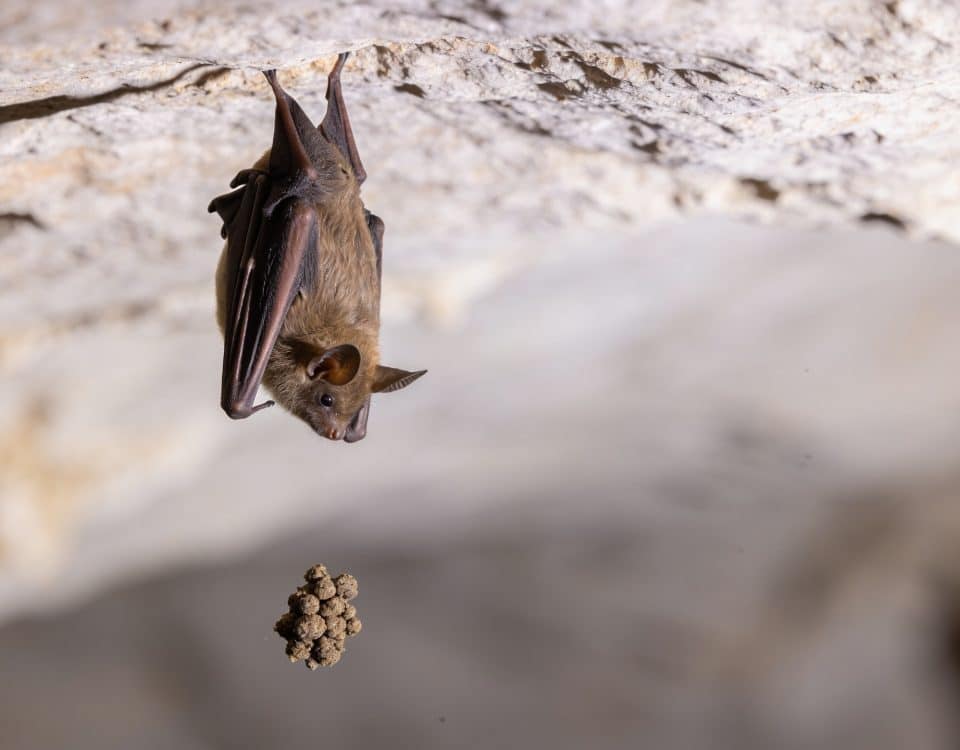 Petit tas de guano sous chauve souris pendue