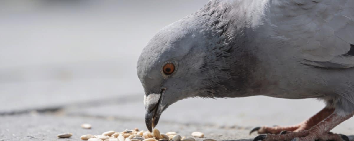 Pigeon gris picorant des graines au sol urbain