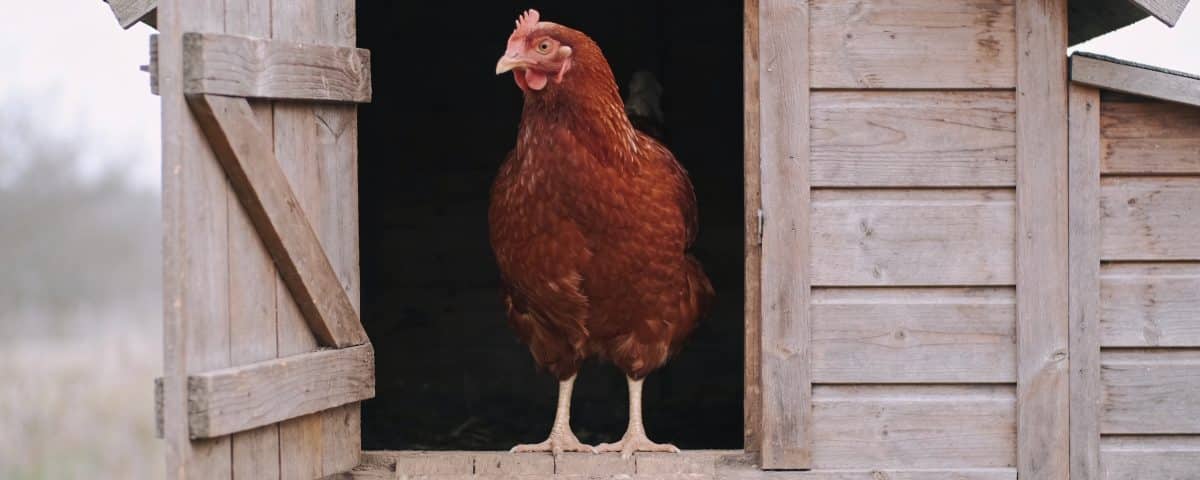 poule rousse debout dans un poulailler en bois