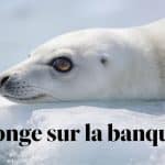Pupille de phoque blanc allonge sur la banquise