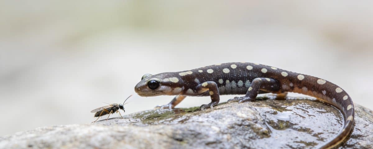 salamandre tachetee sur rocher humide chassant insecte
