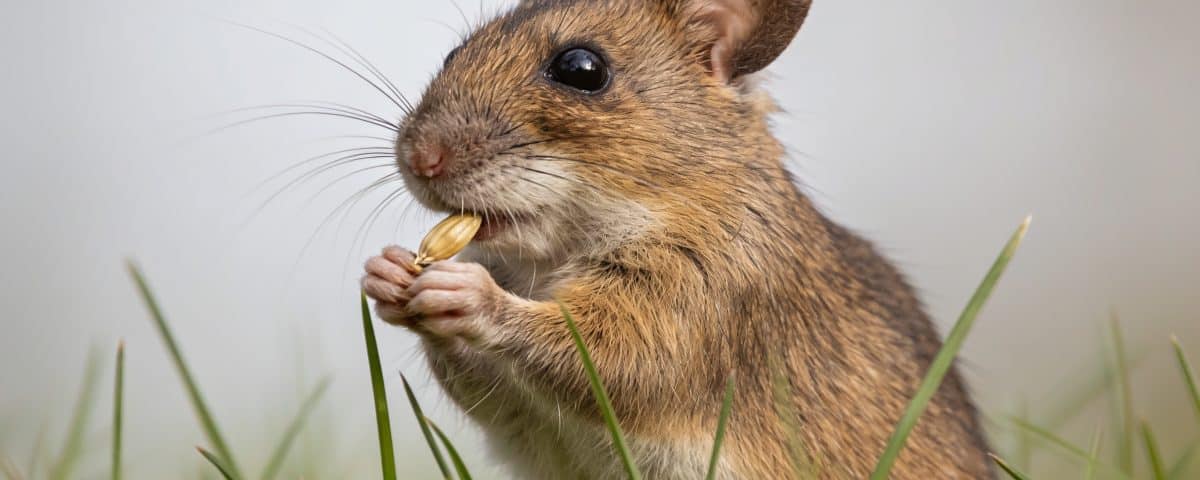 souris sauvage debout grignotant graine dans herbe