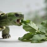 tortue verte de profil mangeant des feuilles vertes