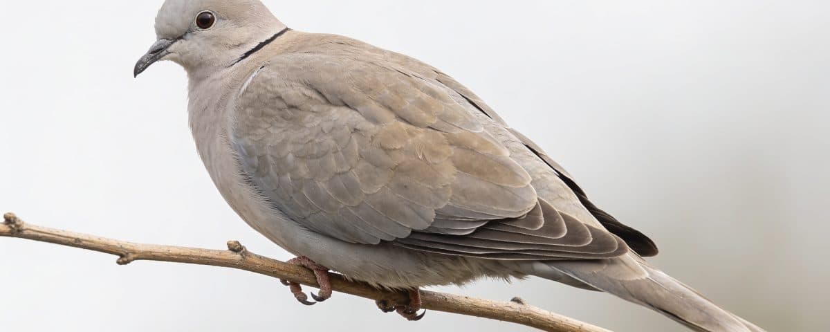 tourterelle gris beige perchee sur branche fine